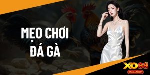 Mẹo chơi đá gà